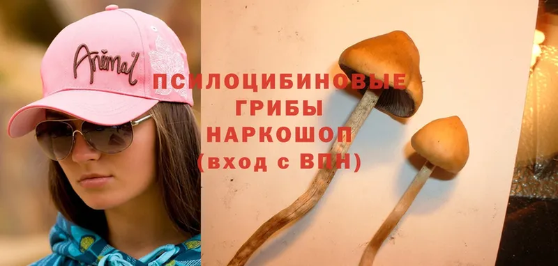 Галлюциногенные грибы Cubensis  Остров 